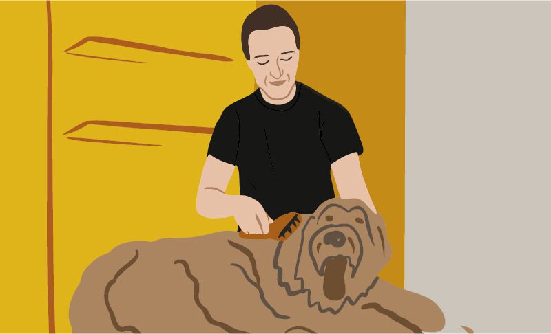 Hundefriseur Umschulung